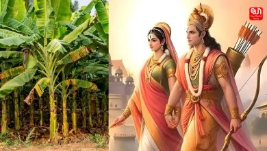 Vivah-Panchami-2024-Understanding-the-Significance-of-Worshipping-the-Banana-Tree