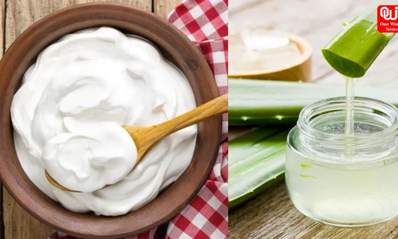Malai or Aloe Vera