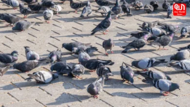 Pigeon