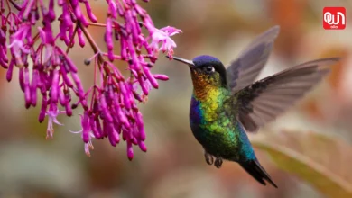 National Hummingbird Day