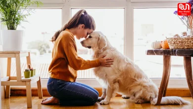 Pet Therapy