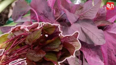 Chaulai Saag Benefits