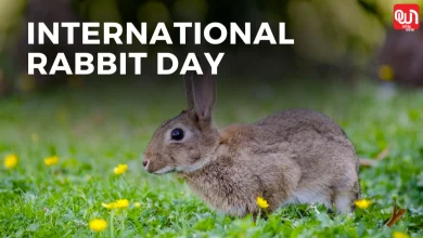 International Rabbit Day