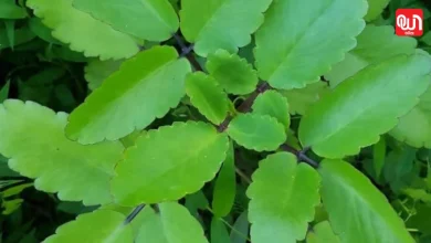 Patharchatta plant