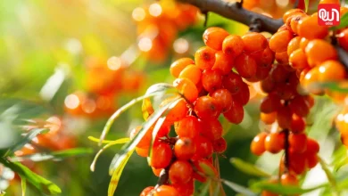 Sea buckthorn berries