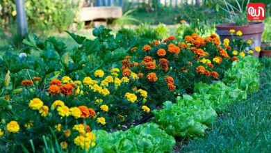 How to Grow Marigold