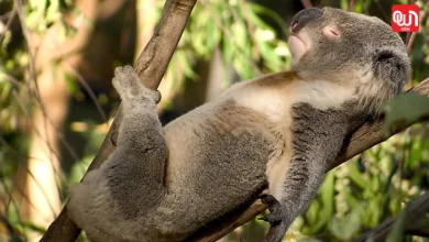 Longest Sleep Animals