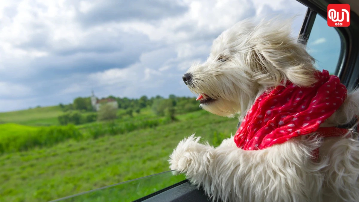 Pet-Friendly Tourism