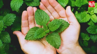 Pudina Gardening Tips