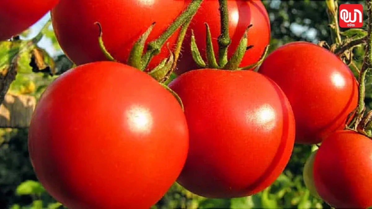 Raw Tomato Benefits