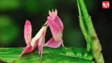 Sleeping Rose Mantis