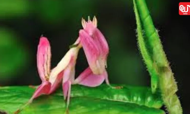Sleeping Rose Mantis