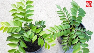Grow Curry Plant In Winter