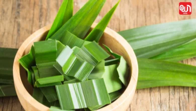 Pandan leaves for diabetes