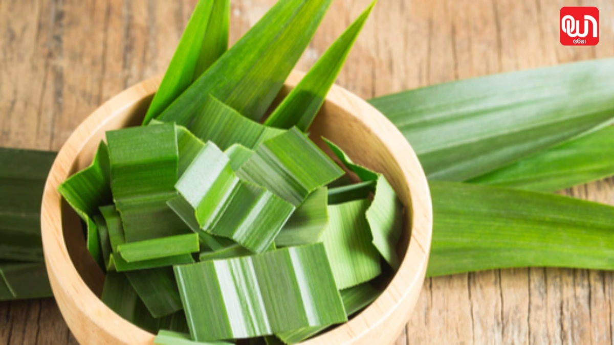 Pandan leaves for diabetes