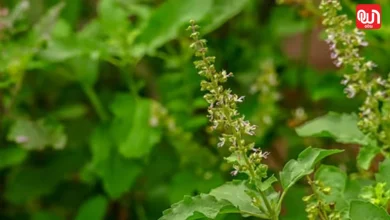 Tulsi Manjri Benefits