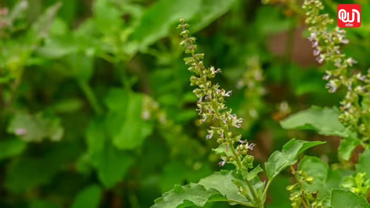 Tulsi Manjri Benefits