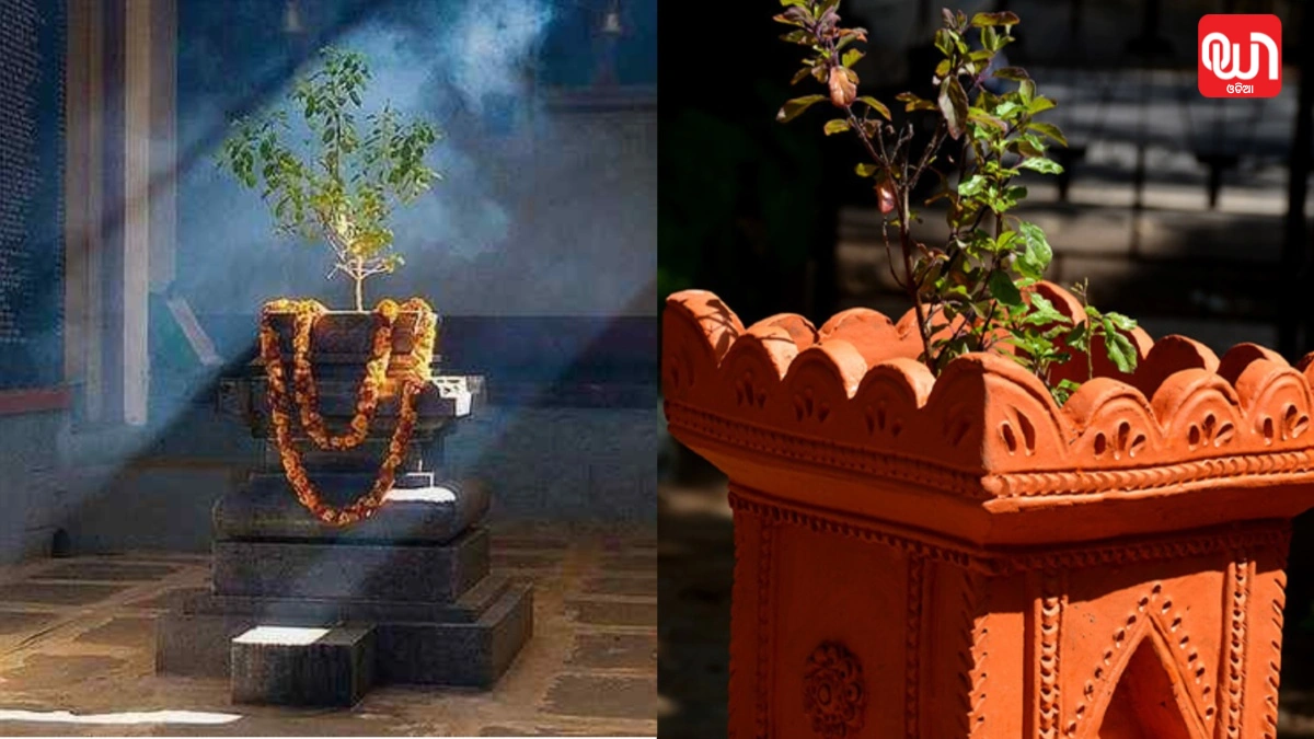 Tulsi Plant winter Care