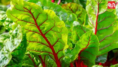 Chard Benefits