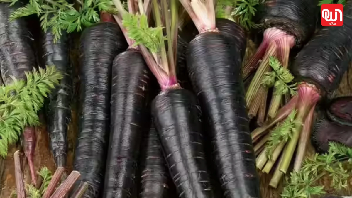 Black Carrot Benefits
