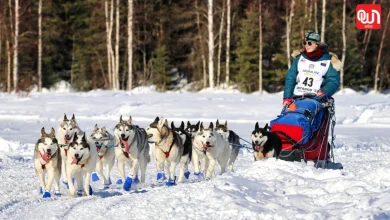 Iditarod Race