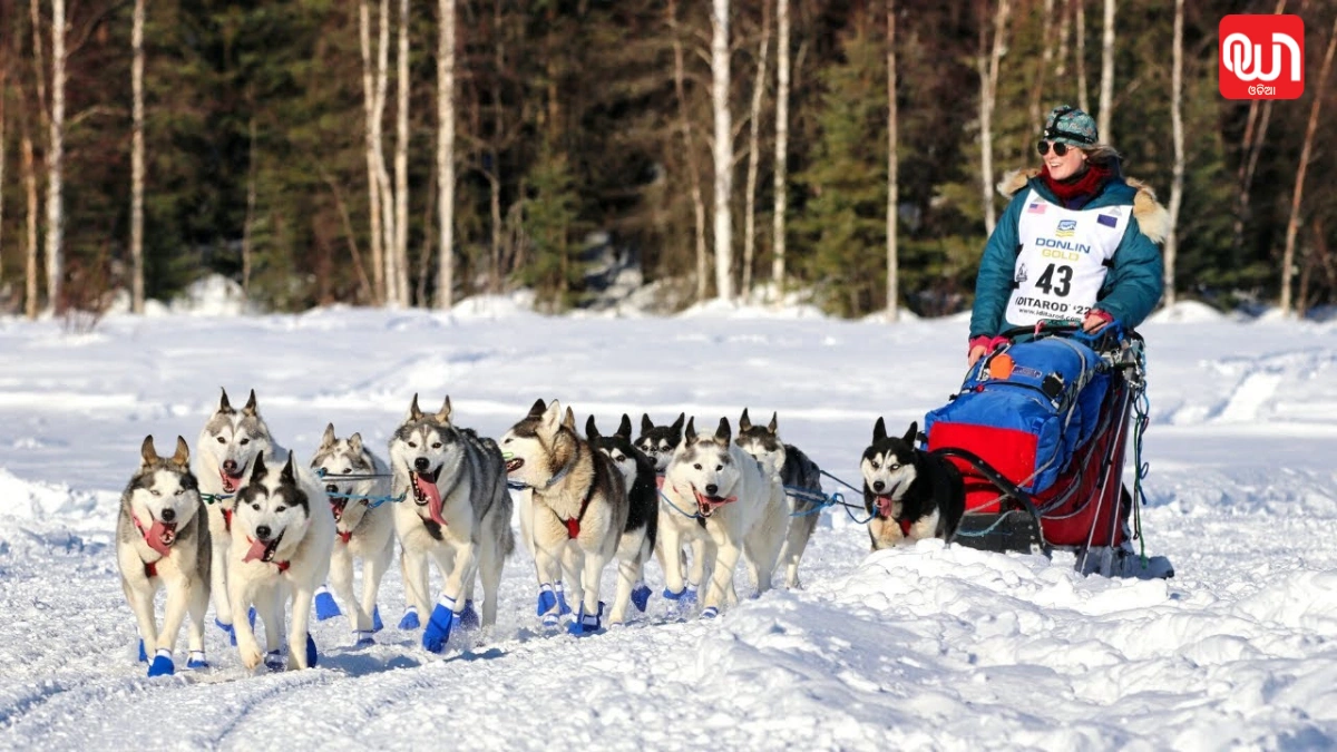 Iditarod Race