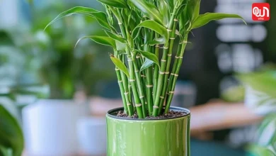 Lucky Bamboo Plant Care Tips
