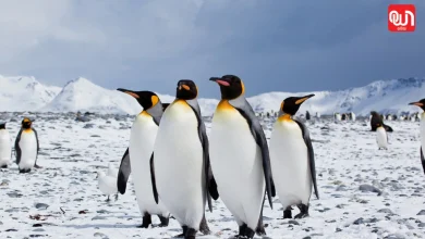 Penguins in Greenland