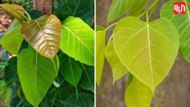 Peepal Removal Trick