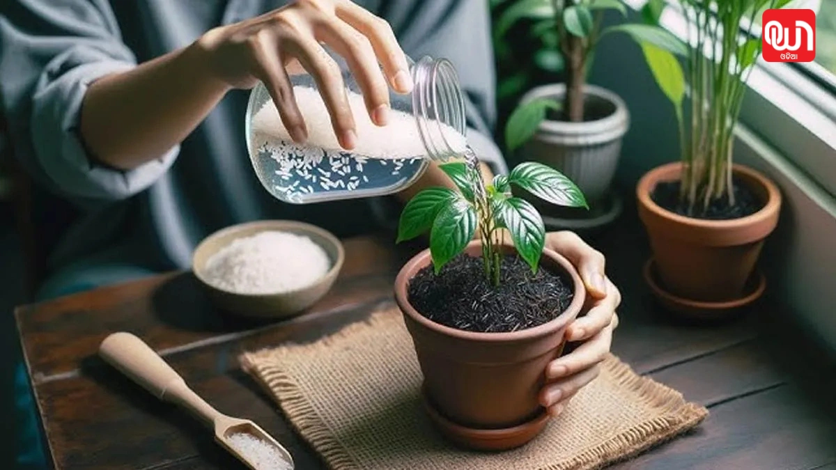 Rice water for plants growth