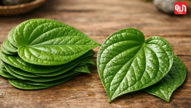 Betel leaf health benefits