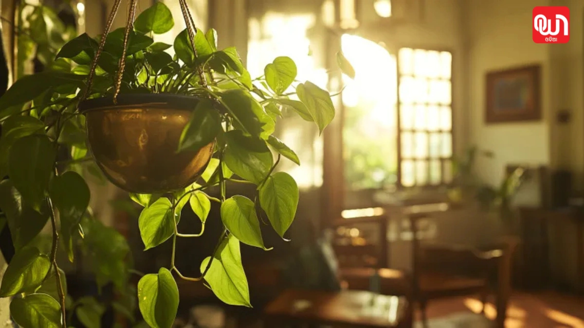 Money Plant Astrology Tips