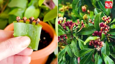 Aloe vera cutting hacks