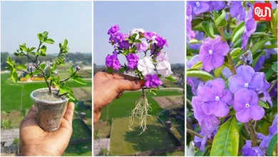 Brunfelsia pauciflora plant