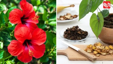 Increase hibiscus plant grow