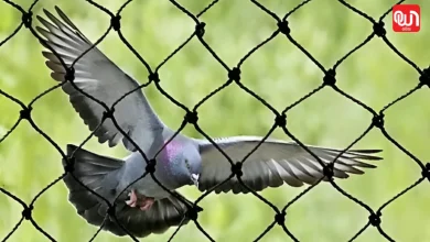 Pigeon Control Hacks