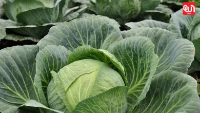 Raw Cabbage lead to brain worms