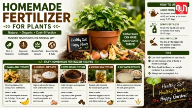Homemade Fertilizer For Plants