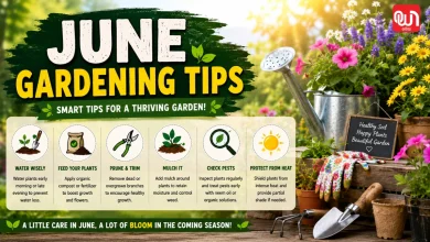 June Gardening Tips