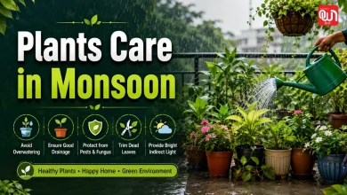 Plants Care in Monsoon