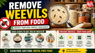 Remove Weevils From Food