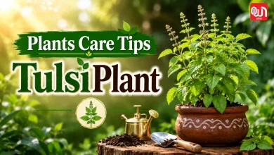 Plants Care Tips