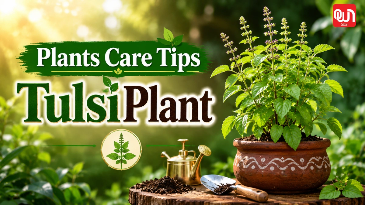 Plants Care Tips